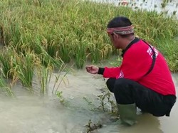 1.645 Hektare Sawah di Pandeglang Terancam Gagal Panen