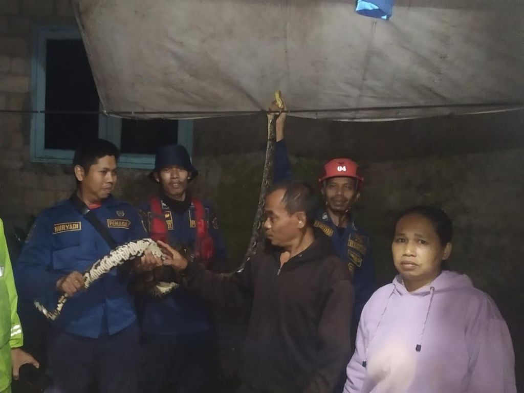 Sanca 3,5 Meter Keliaran di Desa Sirnagalih Bogor, Mangsa Ternak Ayam