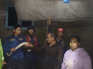 Sanca 3,5 Meter Keliaran di Desa Sirnagalih Bogor, Mangsa Ternak Ayam Sanca 3,5 Meter Keliaran di Desa Sirnagalih Bogor, Mangsa Ternak Ayam