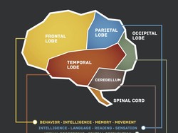 Studi: Ada Sekelompok Sel Saraf Otak yang Hanya Respons Suara Nyanyian