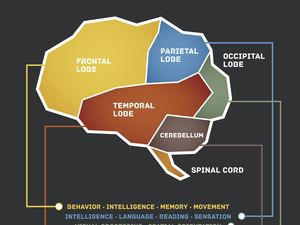 Studi: Ada Sekelompok Sel Saraf Otak yang Hanya Respons Suara Nyanyian Studi: Ada Sekelompok Sel Saraf Otak yang Hanya Respons Suara Nyanyian