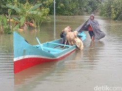 Banjir Terus Meninggi, Warga Mintobasuki Pati Evakuasi Hewan Ternak