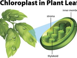 Mengenal Kloroplas: Pengertian, Struktur, dan Fungsinya