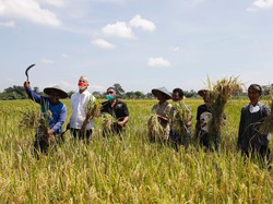 Ganjar Dorong Beras Premium Jateng Hadir di Tingkat Nasional