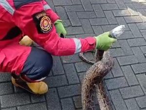 Ular Piton 3 Meter di Makassar Masuk Rumah Warga, Damkar Evakuasi