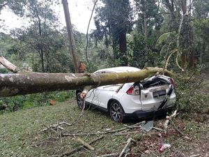 Bruk! Mobil Wisatawan Tertimpa Pohon Tumbang di Sukabumi