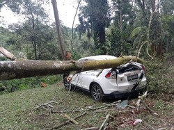 Bruk! Mobil Wisatawan Tertimpa Pohon Tumbang di Sukabumi