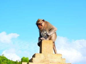Peneliti: Monyet-monyet di Pura Uluwatu Tahu Barang yang Mahal Peneliti: Monyet-monyet di Pura Uluwatu Tahu Barang yang Mahal