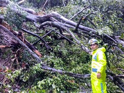 Longsor hingga Pohon Tumbang Tutup Jalan di Cisarakan Sukabumi