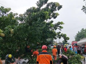 6 Titik Pohon Tumbang Saat Hujan Deras Disertai Angin Kencang di Tuban