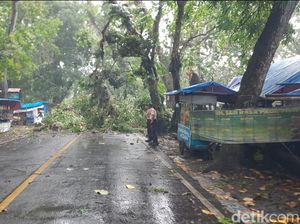 Pohon Tumbang Diterjang Hujan Disertai Angin Kencang di Sukabumi Pohon Tumbang Diterjang Hujan Disertai Angin Kencang di Sukabumi