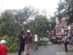 6 Pohon Tumbang-3 Kendaraan Tertimpa, Angin Kencang Hantui Malang Raya