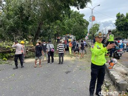 Pohon Tumbang di Singosari Timpa Mobil, 4 Orang Luka Dilarikan ke RS