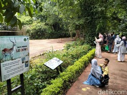 Optimisme Kebun Binatang Bandung Usai Dicabutnya PPKM