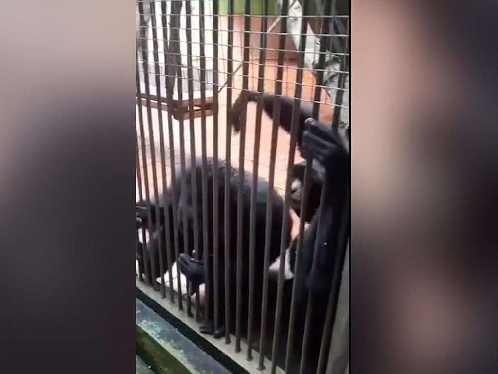 Viral HP Pengunjung Ragunan Dicuri Siamang Viral HP Pengunjung Ragunan Dicuri Siamang