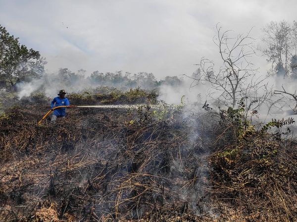 27 Hektare Hutan dan Lahan di Kotawaringin Barat Terbakar