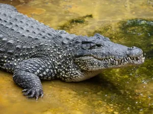 Buaya Langka Mati di Kebun Binatang, Penyebabnya Sungguh Tak Terduga!