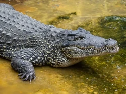 Buaya Langka Mati di Kebun Binatang, Penyebabnya Sungguh Tak Terduga!