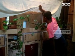 Pengusaha Sapi ini Banting Setir Budidaya Burung Murai