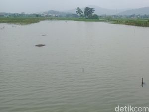 Sawah di Klaten Ini Selalu Terendam Saat Hujan, Kades: Sejak 50 Tahun Lalu Sawah di Klaten Ini Selalu Terendam Saat Hujan, Kades: Sejak 50 Tahun Lalu