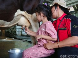 Asyiknya Berwisata Sambil Belajar Memerah Susu di Tulungagung, Mampir Yuk!