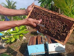 Manisnya Panen Madu Kelompok Tani Buana Sari, Produksi Ratusan Botol