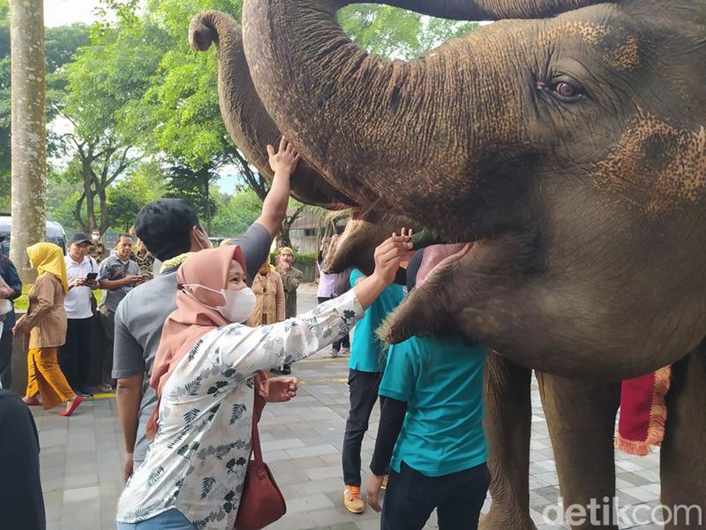 2 Gajah Sambut Pengunjung Pertama Candi Borobudur 2023