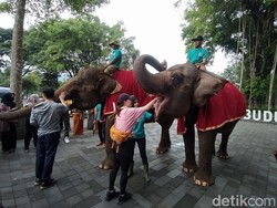 Kejutan bagi Pengunjung Pertama Candi Borobudur 2023, Disambut 2 Gajah!