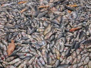 Puluhan Ton Ikan di Waduk Kedung Ombo Mati, Petani Keramba Sragen Merugi