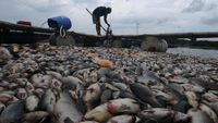 60 Ton Ikan di Waduk Kedung Ombo Boyolali Mati, Ada Apa?