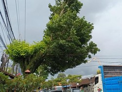Angin Kencang Terjang Badung, Pengendara Waswas