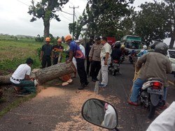 Pohon Tumbang di Jembrana, Arus Lalin Denpasar-Gilimanuk Tersendat