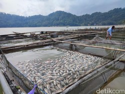 Fenomena Gas Belerang Telaga Ngebel Penyebab Ikan Mati Kini Susah Diprediksi