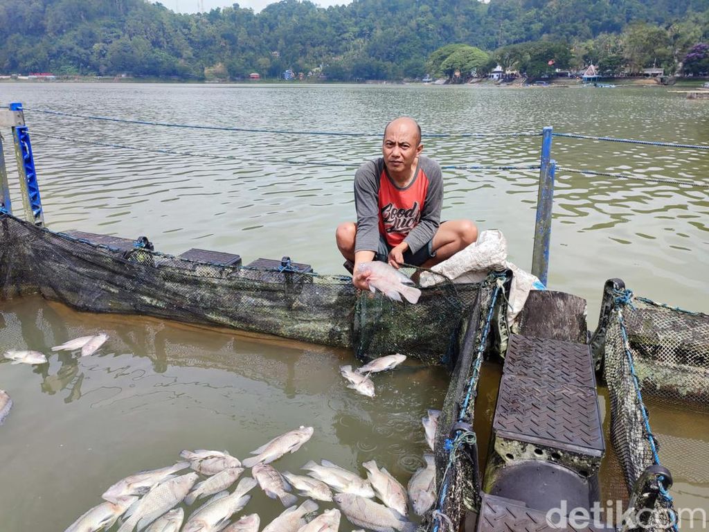 Petani Keramba Telaga Ngebel Rugi Puluhan Juta gegara Ikan Mati Kena Belerang