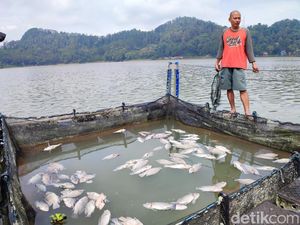 Ribuan Ikan di Keramba Telaga Ngebel Mati gegara Fenomena Gas Belerang