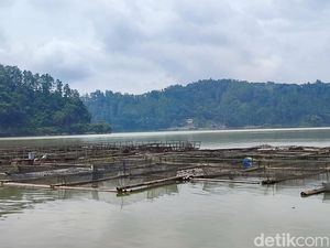 Petani Keramba Telaga Ngebel Sudah Diingatkan Soal Bahaya Gas Belerang Petani Keramba Telaga Ngebel Sudah Diingatkan Soal Bahaya Gas Belerang