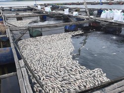 Imbas Cuaca Buruk, 175 ton Ikan di Karamba WKO Boyolali Mati