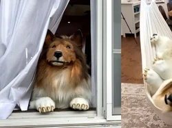 Pria ini Rogoh Rp 244 Juta demi Hidup Seperti Anjing