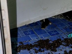 Kagetnya Warga Ciracas Ketiban Plafon Berisi Ular di Kamar Mandi