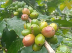 Potensi Besar Kopi Kuningan yang Layak Diekspor