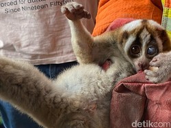 Berkeliaran di Atap Rumah Warga Trenggalek, Hewan Langka Ini Terselamatkan