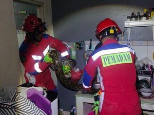 Penampakan Ular 3,5 Meter yang Timpa Warga Ciracas di Toilet