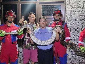 Ngeri! Warga Ciracas Lagi di Toilet Tertimpa Ular 3,5 Meter dari Plafon