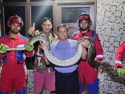 Ngeri! Warga Ciracas Lagi di Toilet Tertimpa Ular 3,5 Meter dari Plafon