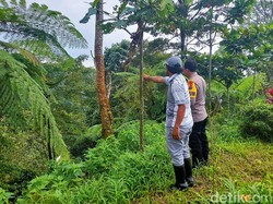 Tim Diterjunkan Lacak Macan Tutul di Gunung Raung yang Terekam Kamera