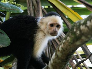 Berusia 50.000 Tahun, Ternyata Perkakas Batu Ini Dibuat Monyet Berusia 50.000 Tahun, Ternyata Perkakas Batu Ini Dibuat Monyet