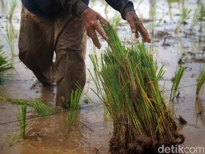 Mengenal Mangenta, Tradisi Sambut Musim Panen Ala Suku Dayak