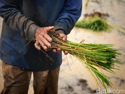 Tanaman Dirusak, Petani Hutan Blora Polisikan Petugas Perhutani