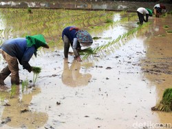 Genjot Produksi, 310 Ribu Ha Lahan Ditanami Padi Lebih Cepat