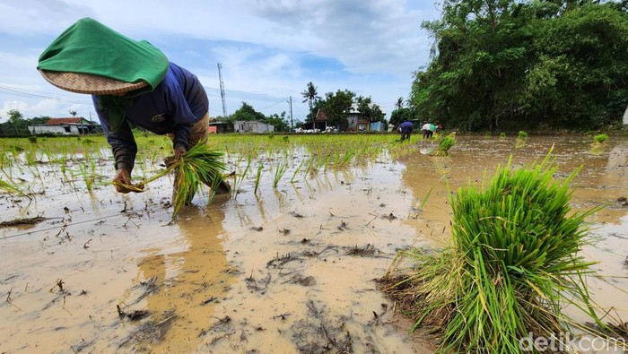 Para petani di Desa Sukasari, Tangerang, Banten, mulai menanam padi. Mereka cemas dengan curah hujan nan tinggi lantaran banjir menakut-nakuti tanaman mereka.